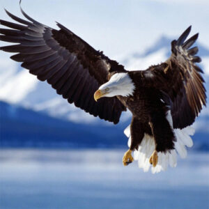 f10f9f0df2584ee6b449b315fd7c10ca 512x512 2
